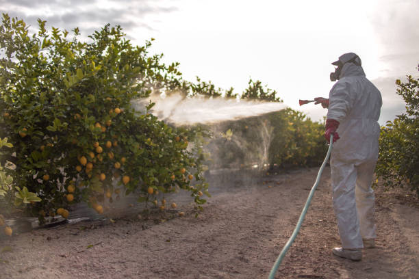 Paia, HI Pest Control Company