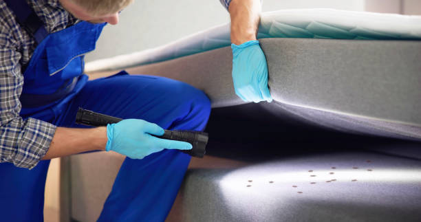 Best Termite Control Services  in Paia, HI