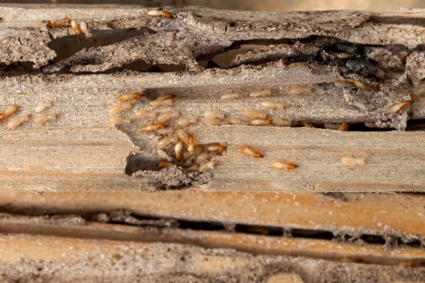 Best Pest Control Treatment  in Paia, HI