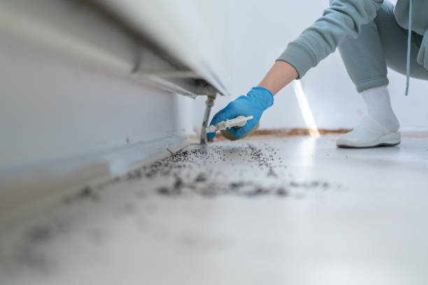 Best Wasp Removal Services  in Paia, HI